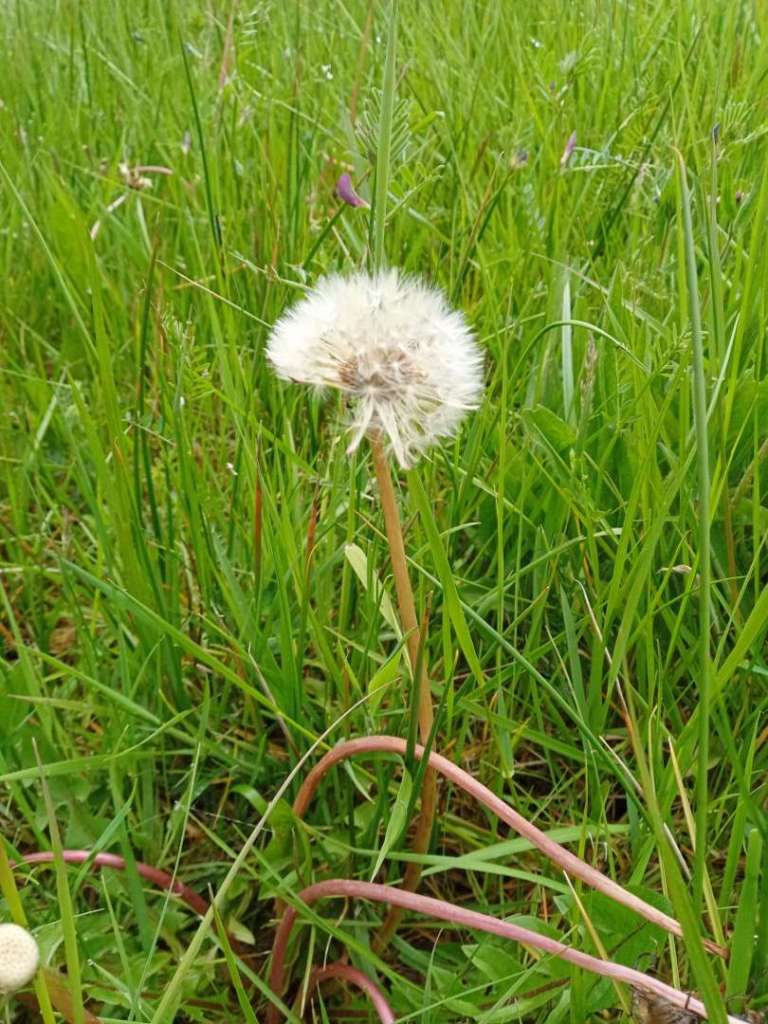 a dandelion clock half blown on Monkwood Green Common